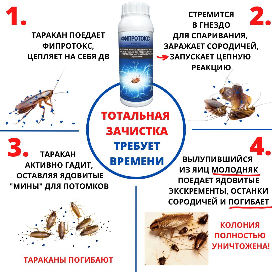 Как действует Фипротокс на тараканов